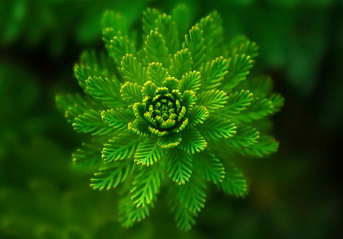 肥料級(jí)氧化鋅